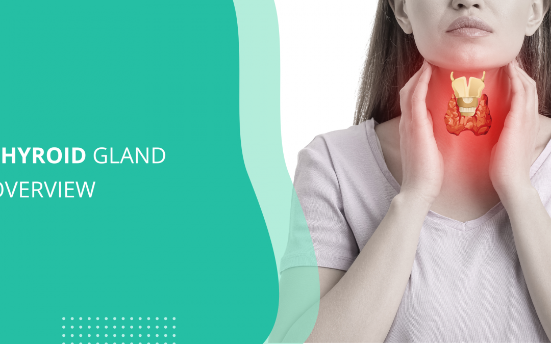 Thyroid Gland Overview